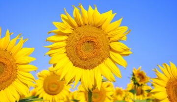 sunflower_yellow_flower_summer_plants-812899.jpgd_